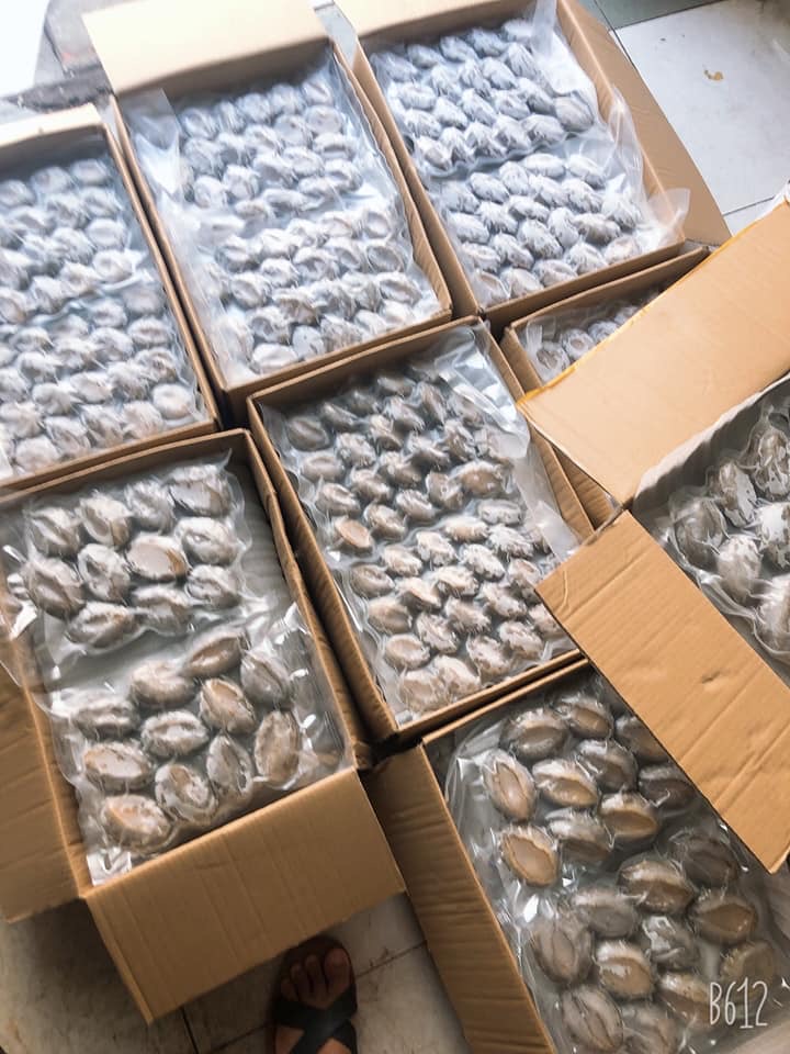 Bào ngư thùng trắng size 14