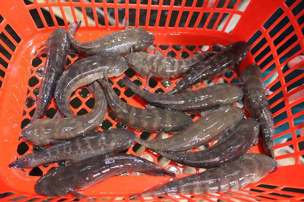 Cá bống bớp