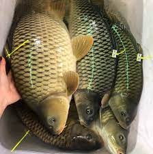 Cá chép Giòn giống Nga, cá chép giòn lai