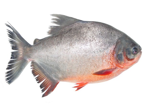 Cá chim trắng