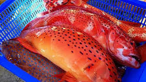 Cá mú đỏ