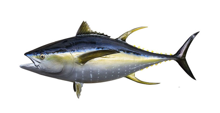 Cá Ngừ Đại Dương