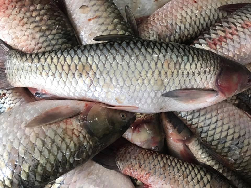 Cá trắm tươi sống giá sỉ