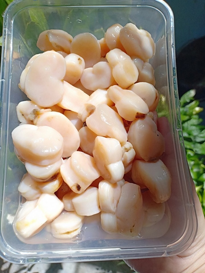 Cồi sò mai