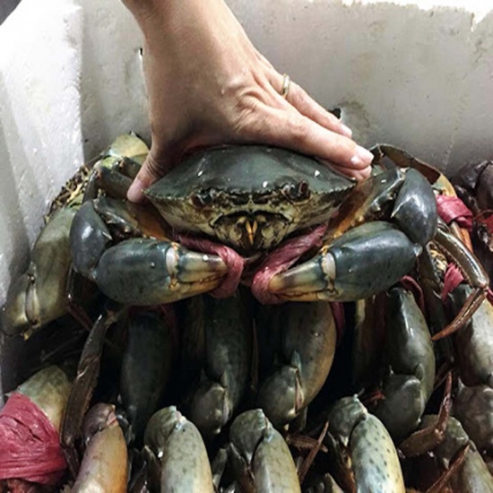 Cua Thịt VIP (1 Con 900g Trở Lên)