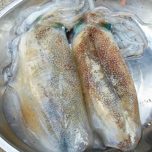Mực lá câu nháy