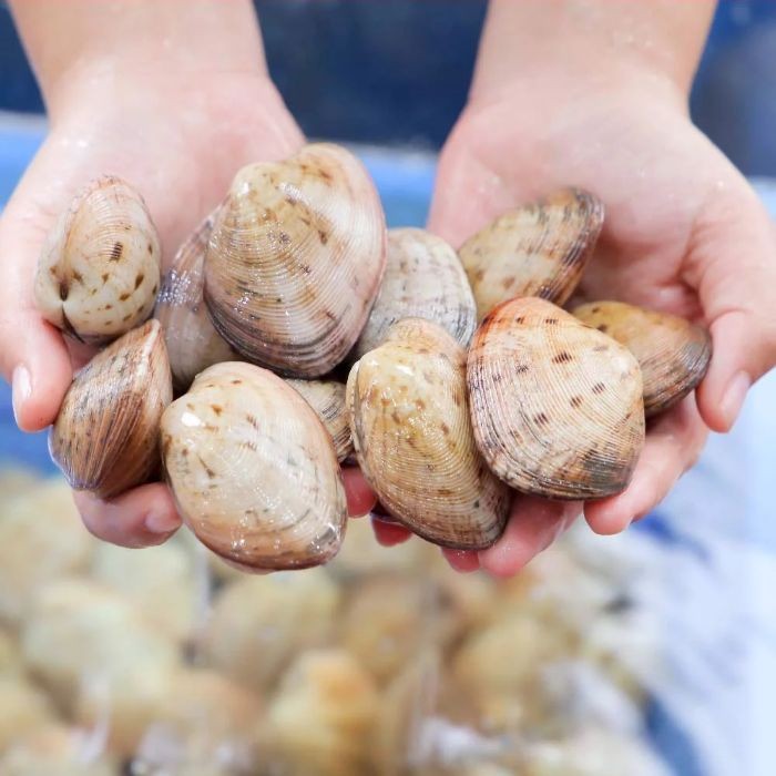 Ngao 2 cồi