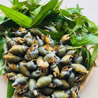 Ốc Cà Na Giá Sỉ