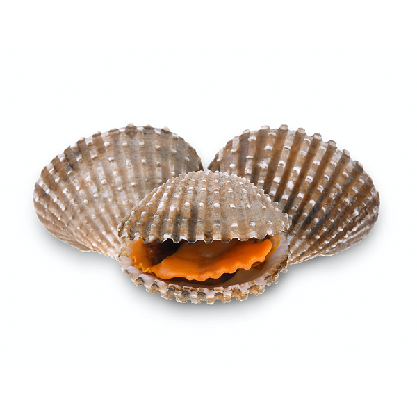 Sò Huyết Tươi Sống
