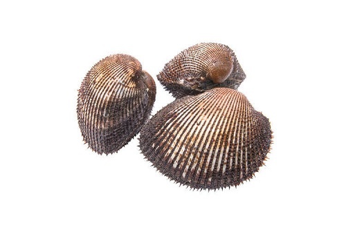 Sò Lông Size 30-40 Con 1 Kg