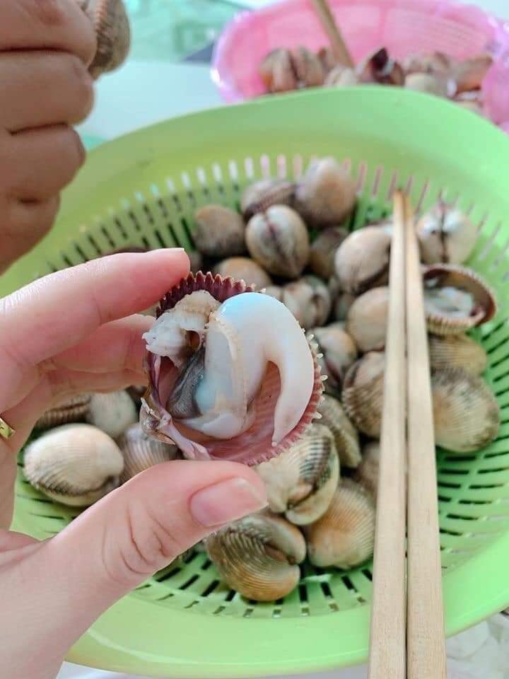 Sò Voi Tươi Sống
