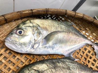 Cá Bè Giá Sỉ & Lẻ Cập Nhật