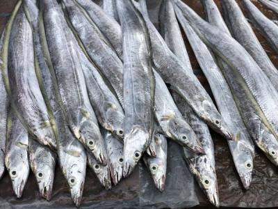 Cá Hố Giá Sỉ & Lẻ Cập Nhật