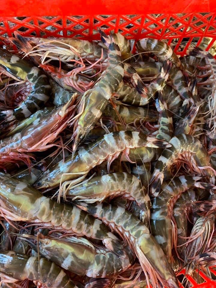 Tôm sú size 28 – 30 con/kg