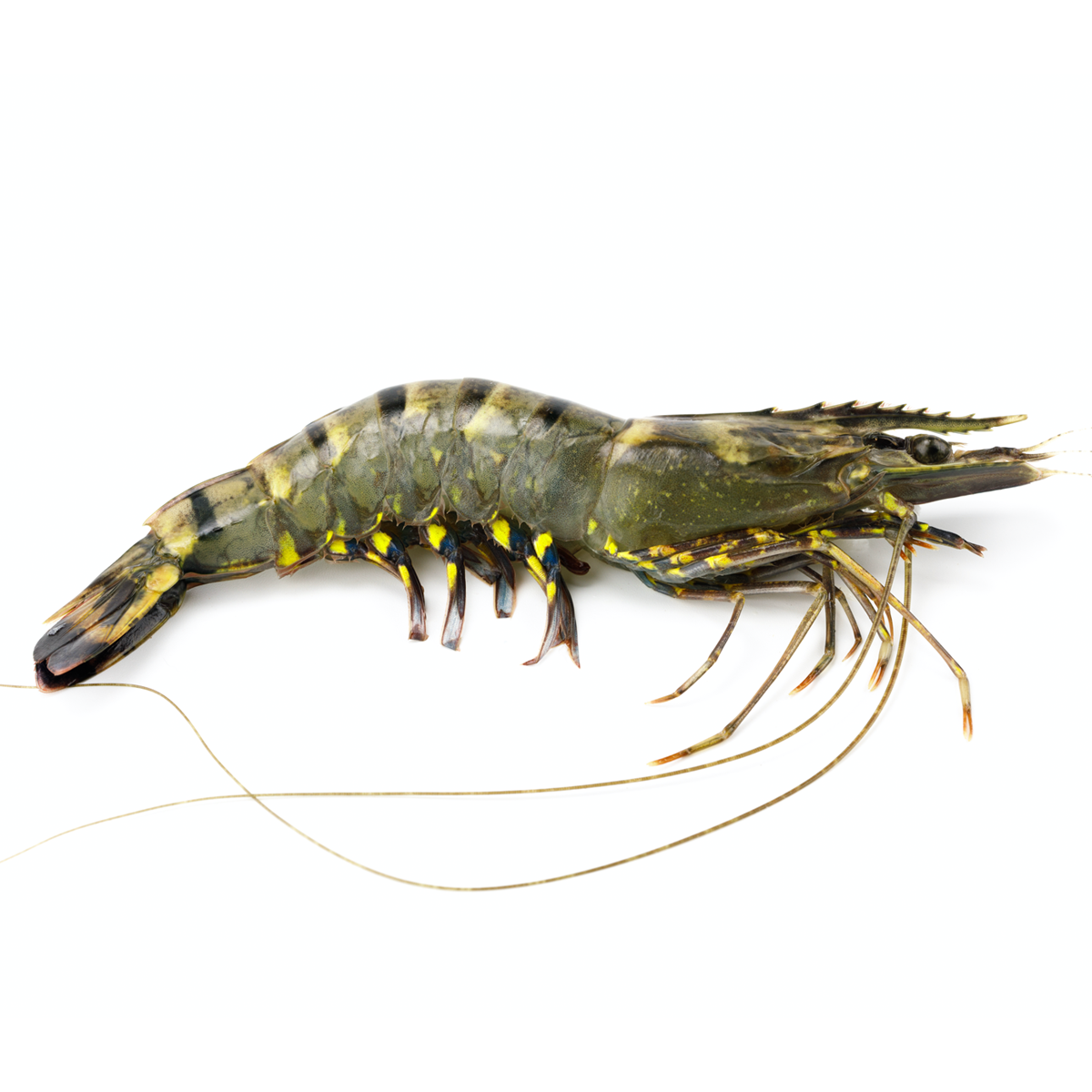 Tôm sú sống, nuôi an toàn giá tốt Size: 50-60 con/kg